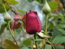 Papa Meilland, Cl. ® rose photo