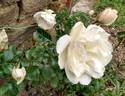 Looping rose photo