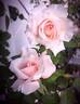 Euridice rose photo