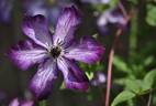 <i>C. viticella</i> 'Super Nova' clematis photo
