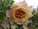 Pink Frost rose photo