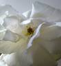 Looping rose photo