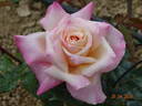 Pink Frost rose photo
