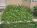 Snow Carpet ® rose photo