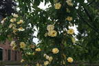 Prairie Peace rose photo
