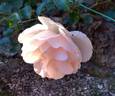 Looping rose photo