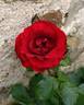 Perle Noire ® rose photo