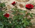 Perle Noire ® rose photo