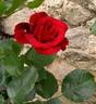 Perle Noire ® rose photo