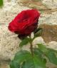 Perle Noire ® rose photo