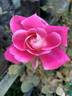Chantal’s Kolam rose photo