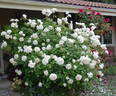 Snowbird rose photo