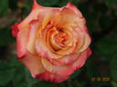 Exotica ® rose photo