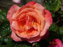 Troika ® rose photo