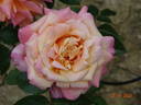 Pink Frost rose photo