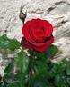 Perle Noire ® rose photo