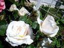 Nuage Blanc rose photo