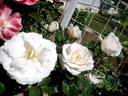 Nuage Blanc rose photo