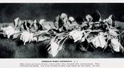Herzogin Maria Antoinette rose photo