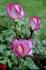 Condesa de Mayalde rose photo