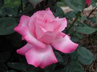 First Federal's Renaissance rose photo