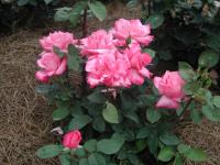 First Federal's Renaissance rose photo