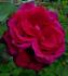 Queen Bee rose photo