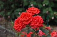 June Bug rose photo