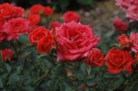 June Bug rose photo