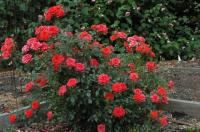 June Bug rose photo
