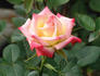 Fancy Pants ™ rose photo