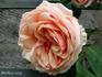 Madame Creux rose photo