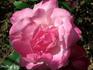 Caprice des Dames rose photo