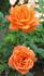 Orange Parfait ™ rose photo