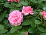 Millennium rose photo