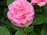 Millennium rose photo