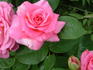 Millennium rose photo