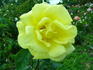 Dune rose photo
