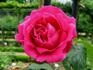 Monsieur Désir rose photo
