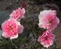 Teaser rose photo