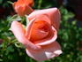 What A Surprize rose photo