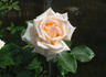 Pedrus Aquarius rose photo