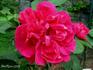 Monsieur Morlet rose photo