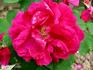 Monsieur Morlet rose photo