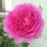 Wisley rose photo