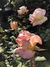 Deidre Hall rose photo