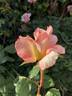 Deidre Hall rose photo
