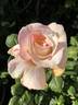 Deidre Hall rose photo