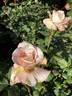 Deidre Hall rose photo