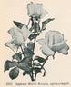 Aspirant Marcel Rouyer rose photo